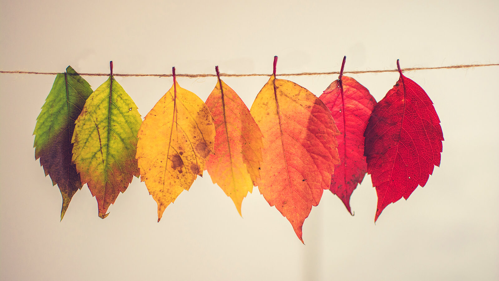 Range of coloured leaves on a line